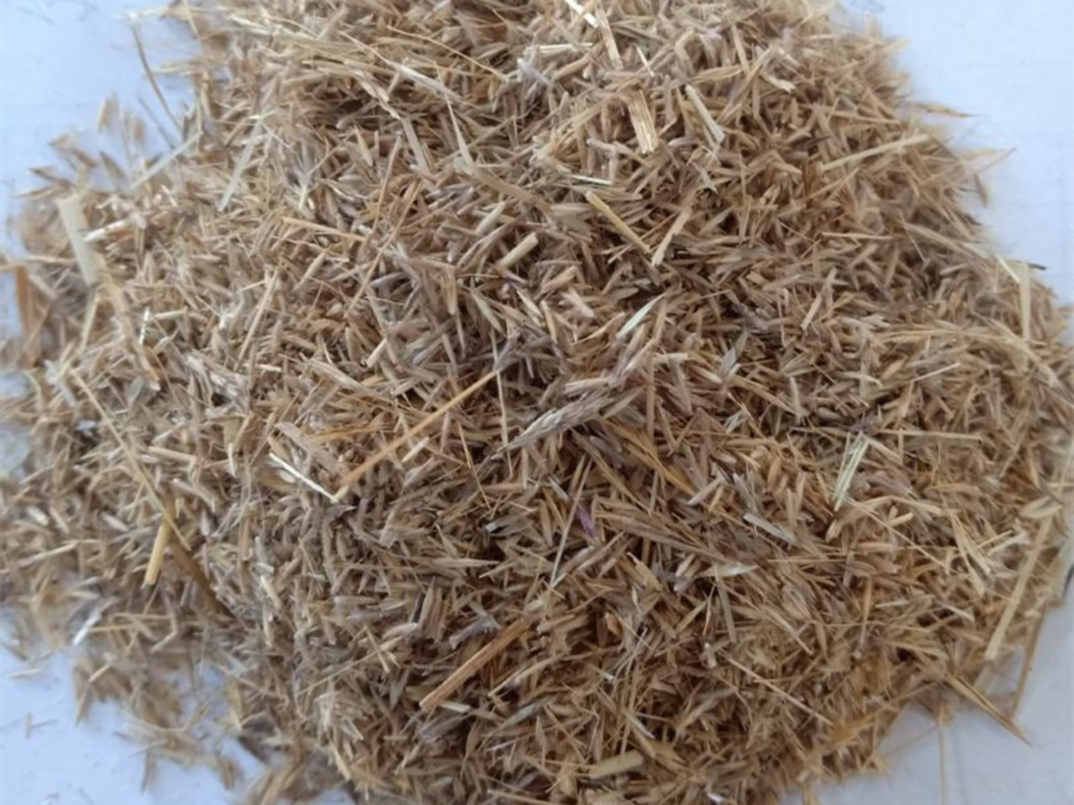 芨芨草种籽-瀚阳绿化