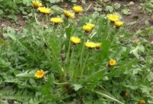 高产饲用苦荬菜种植技术与种子批发-瀚阳绿化