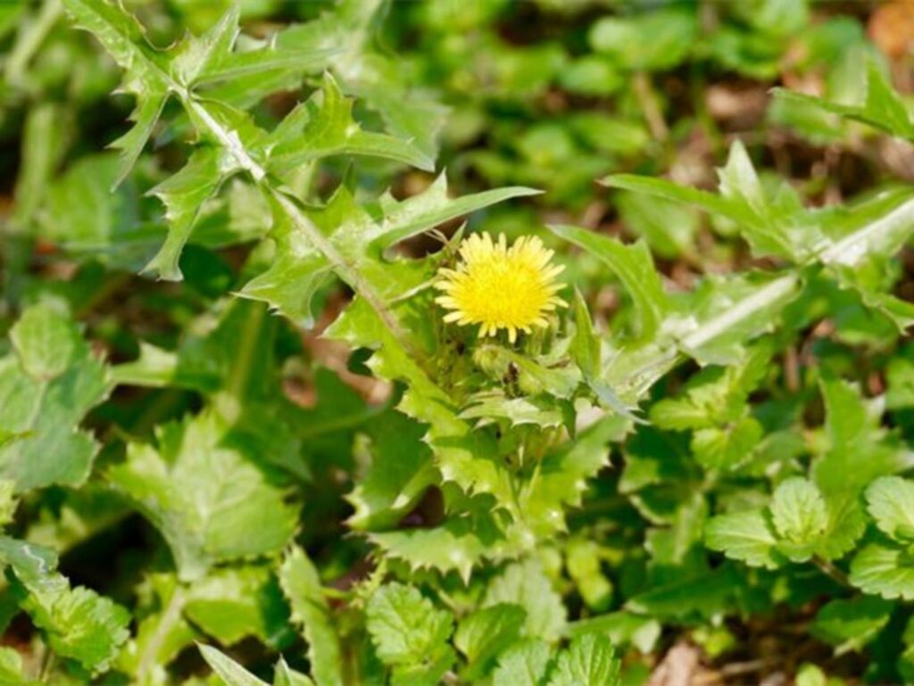 菊科牧草:串叶松香草、苦荬菜等优质饲草的种植与应用-瀚阳绿化