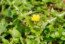 菊科牧草:串叶松香草、苦荬菜等优质饲草的种植与应用-瀚阳绿化
