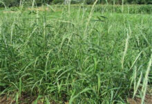 老芒麦种植技术与应用全解析:高寒牧草生态经济价值与瀚阳绿化种源推荐-瀚阳绿化