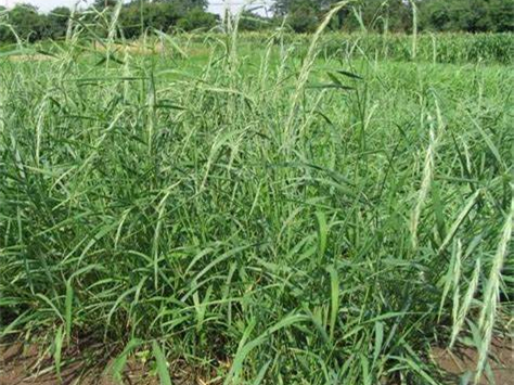 老芒麦种植技术与应用全解析：高寒牧草生态经济价值与瀚阳绿化种源推荐-瀚阳绿化