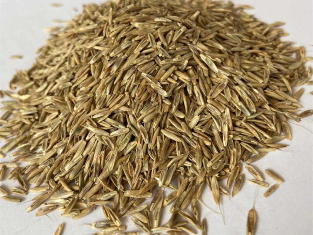 老芒麦种植技术与应用全解析：高寒牧草生态经济价值与瀚阳绿化种源推荐-瀚阳绿化