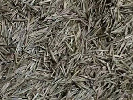 鼠茅草种籽-瀚阳绿化