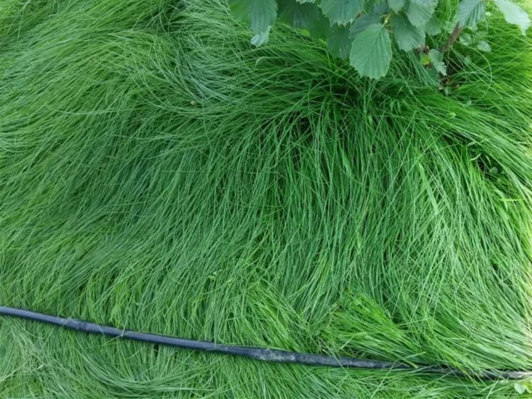 鼠茅草-瀚阳绿化