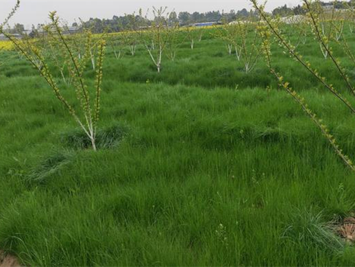 鼠茅草-瀚阳绿化