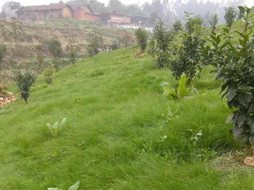 鼠茅草-瀚阳绿化