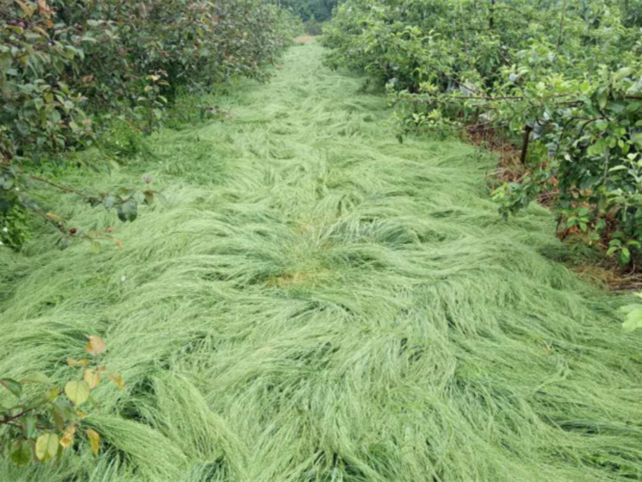 鼠茅草-瀚阳绿化