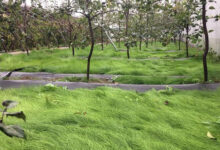 鼠茅草种子-瀚阳绿化