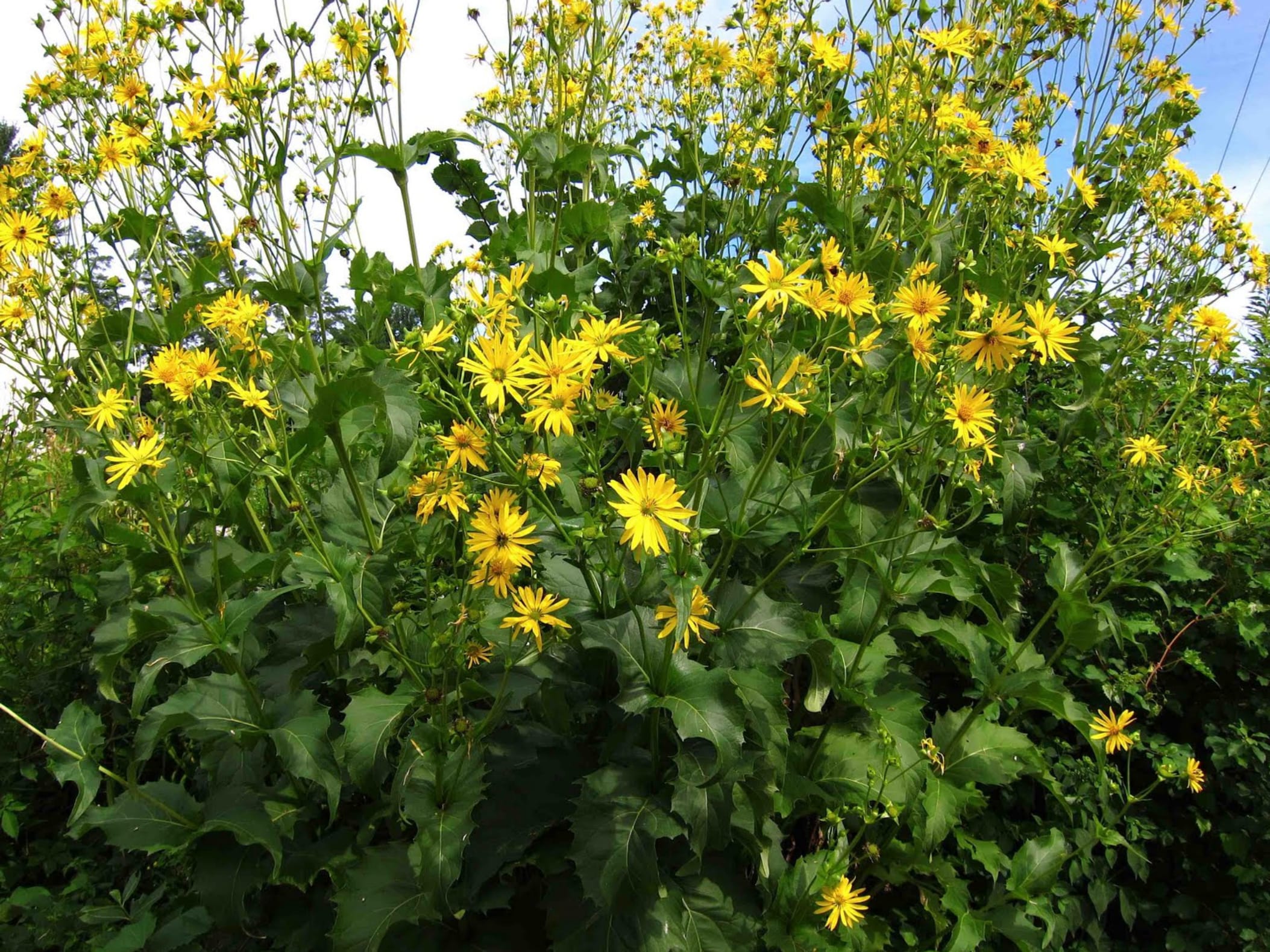 串叶松香草-瀚阳绿化