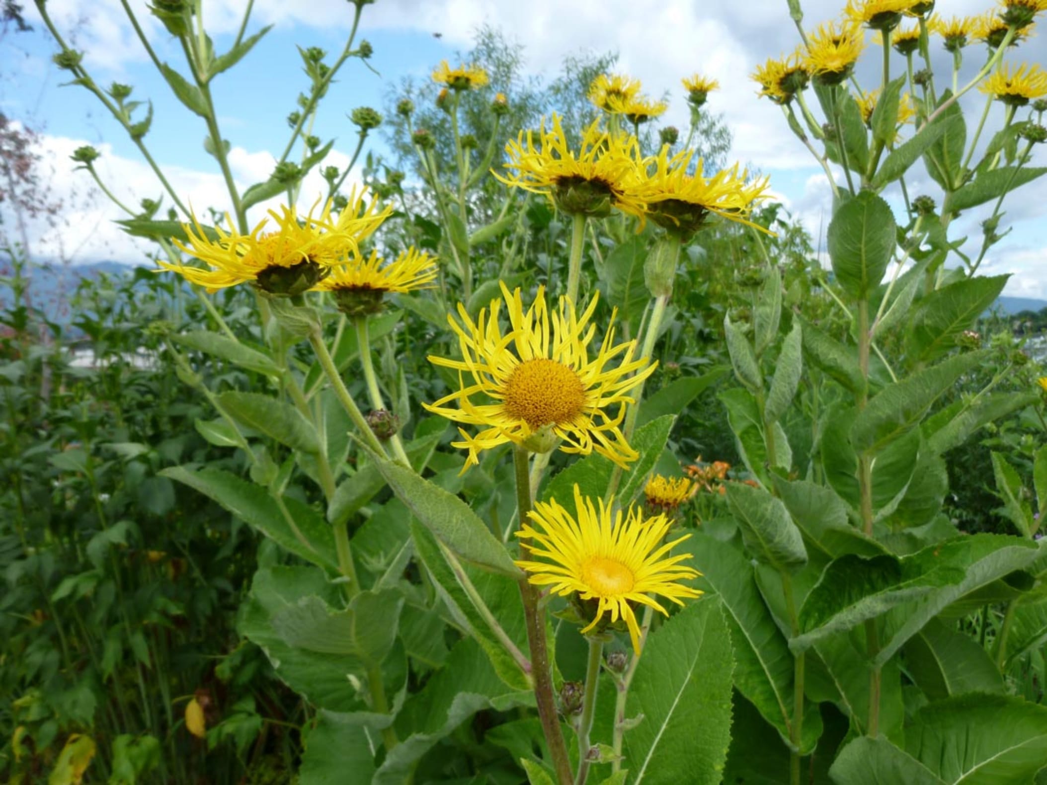 串叶松香草-瀚阳绿化