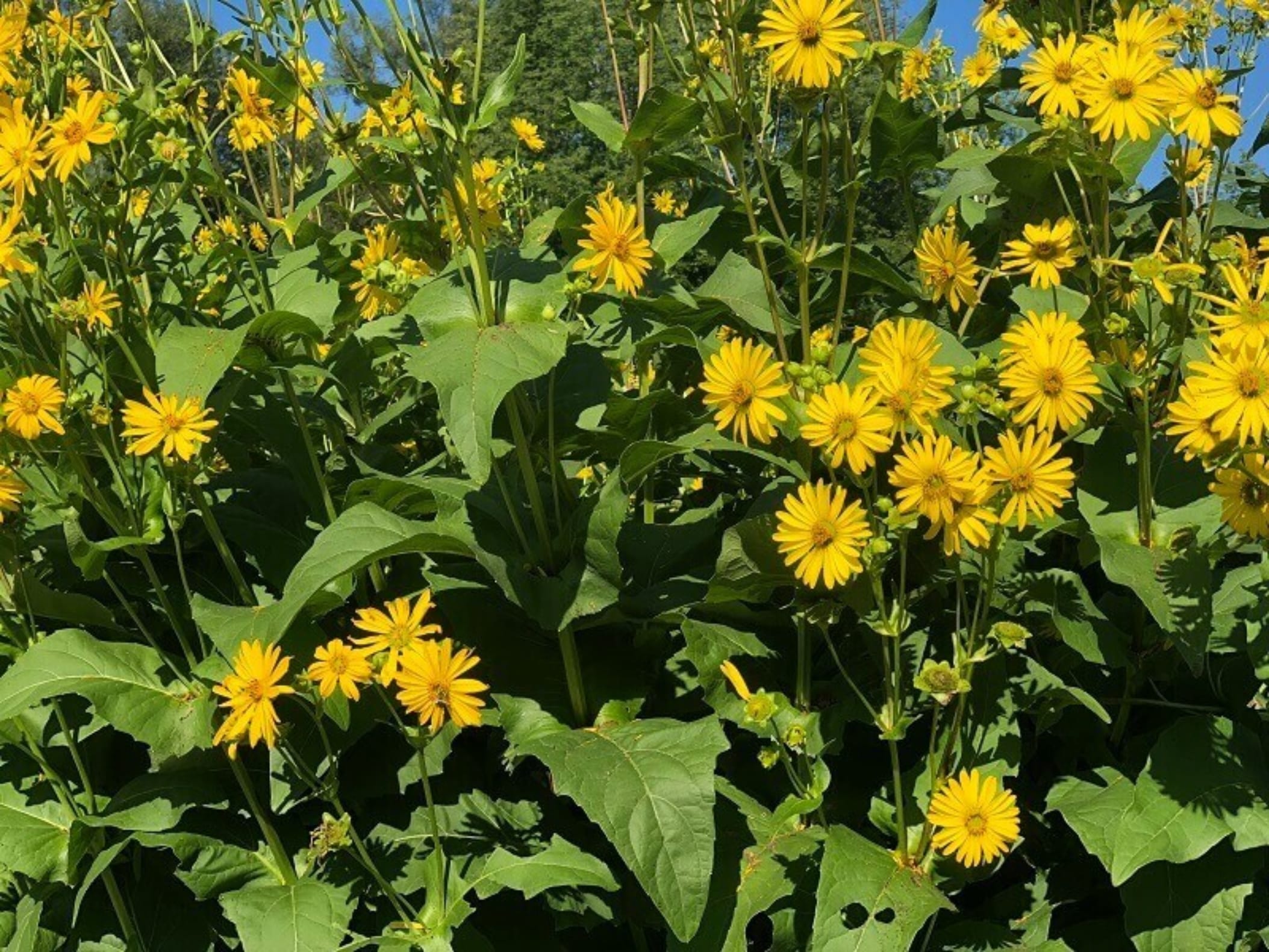 串叶松香草-瀚阳绿化