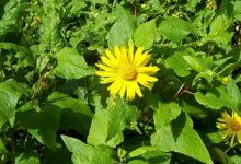 串叶松香草种子-瀚阳绿化