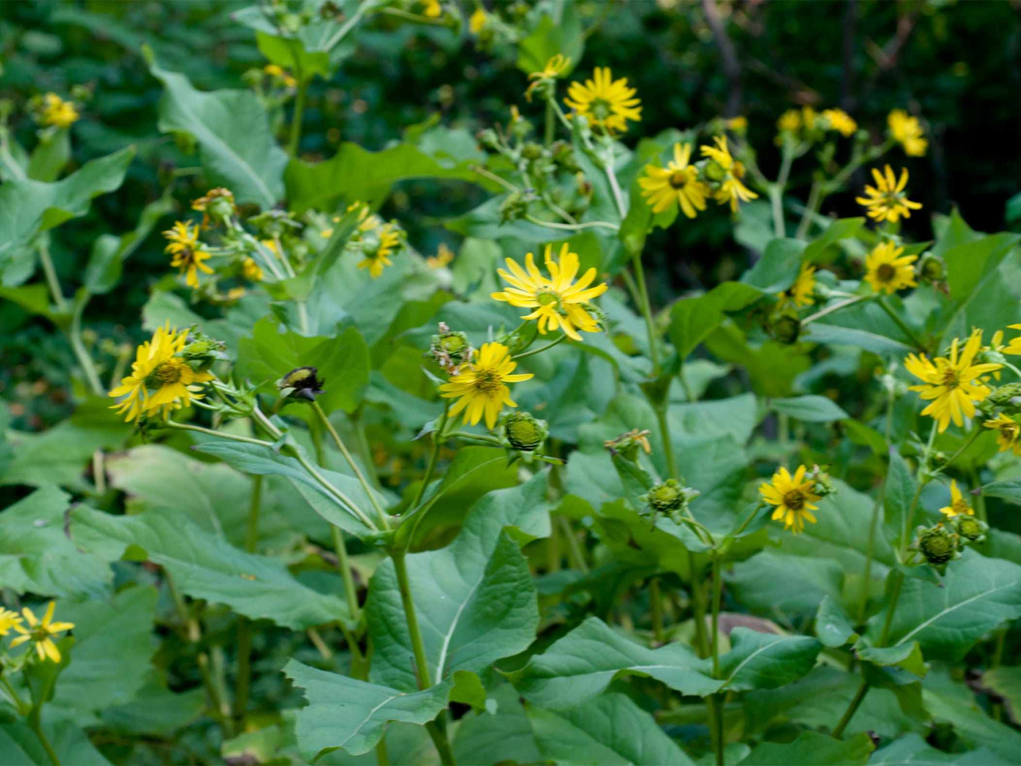 串叶松香草-瀚阳绿化