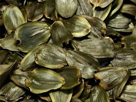 串叶松香草种籽-瀚阳绿化