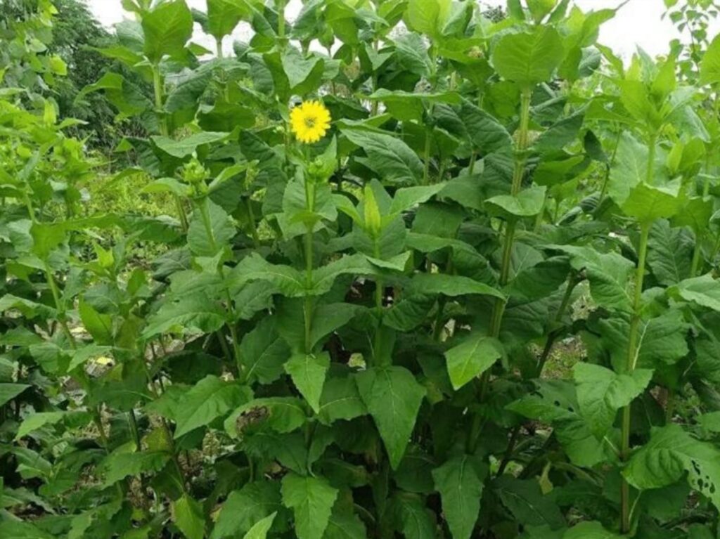 菊科牧草:串叶松香草、苦荬菜等优质饲草的种植与应用-瀚阳绿化