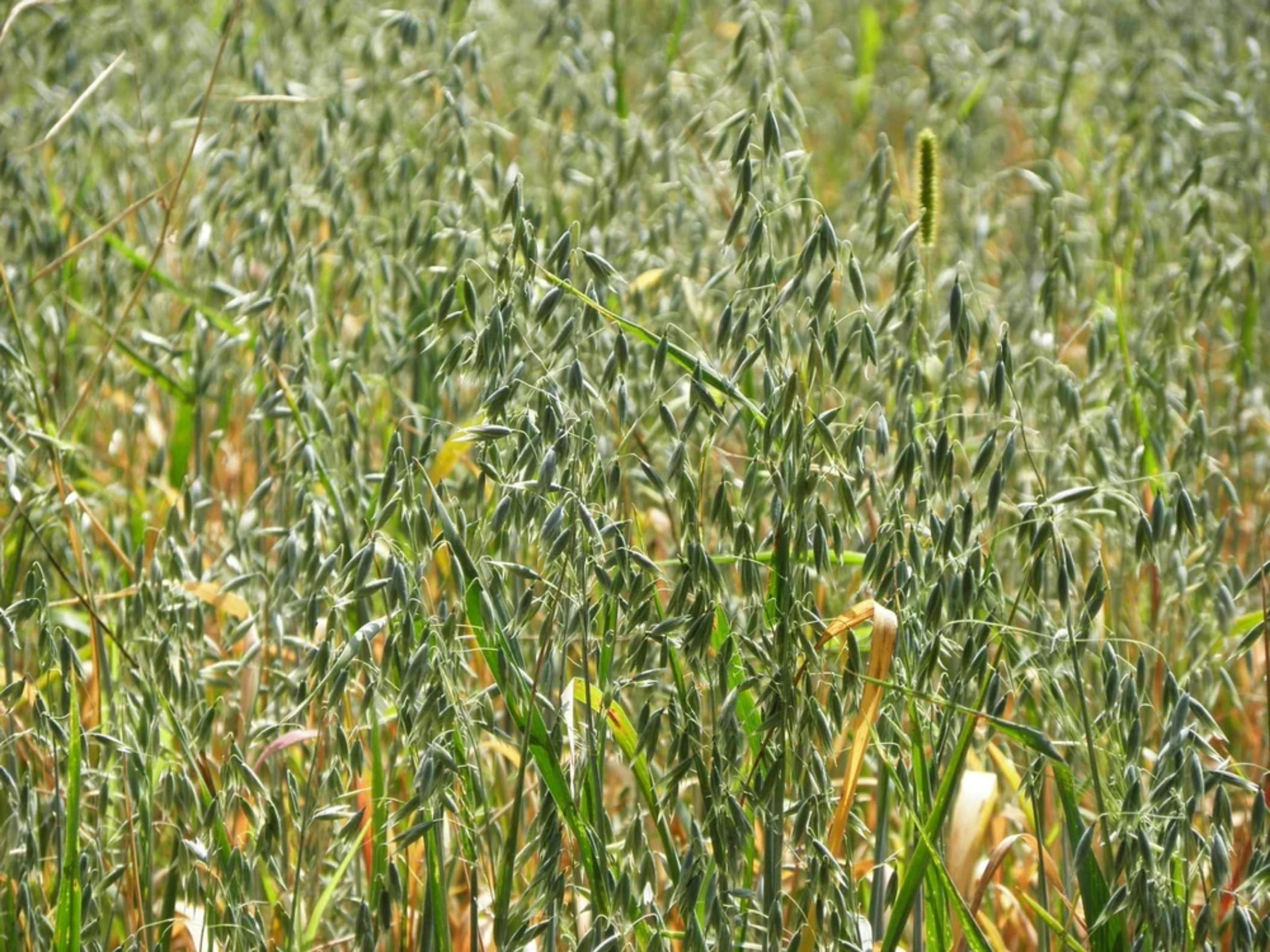 燕麦草-瀚阳绿化