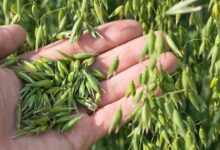 燕麦草种子-瀚阳绿化