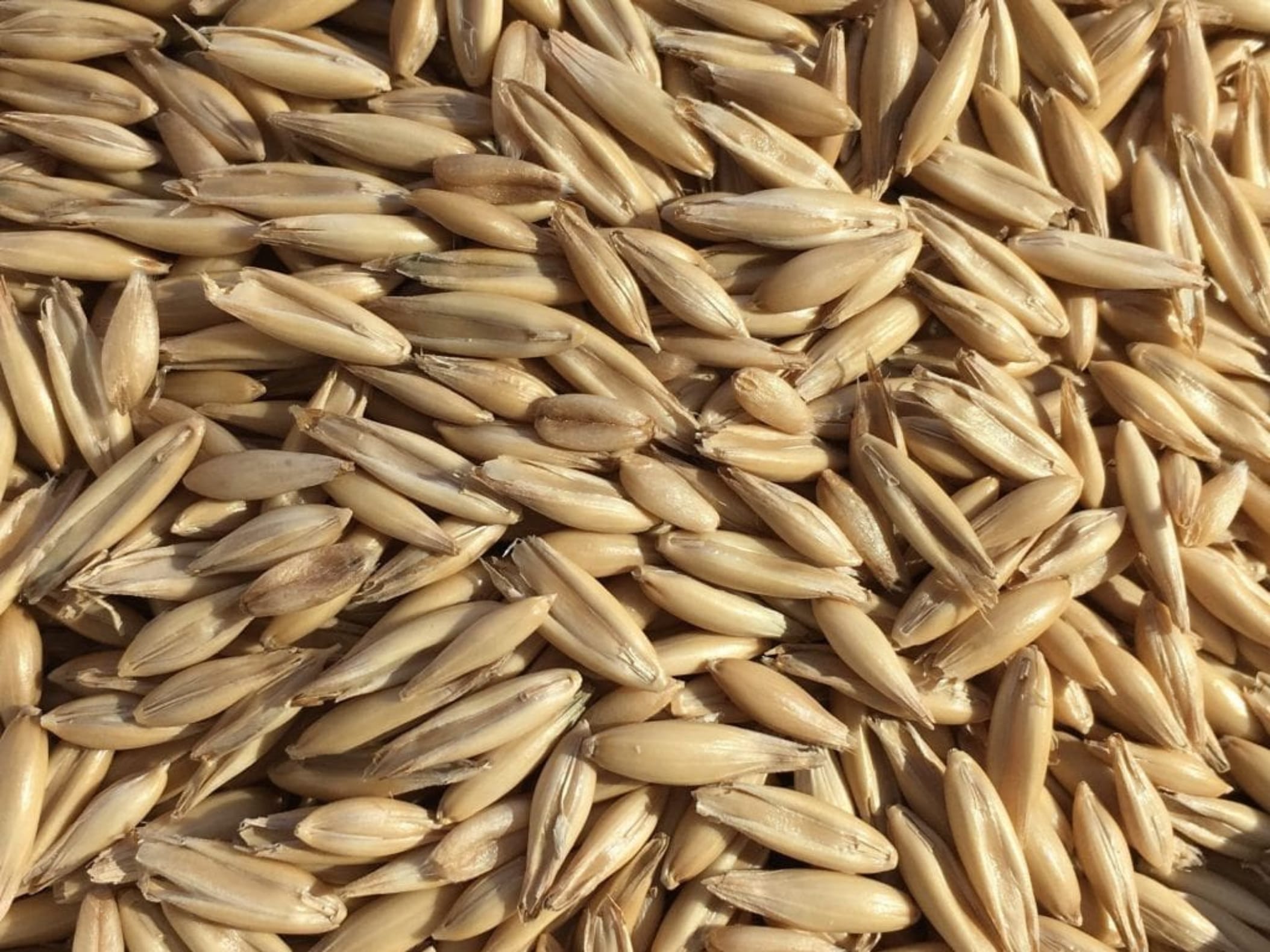 燕麦草种籽-瀚阳绿化