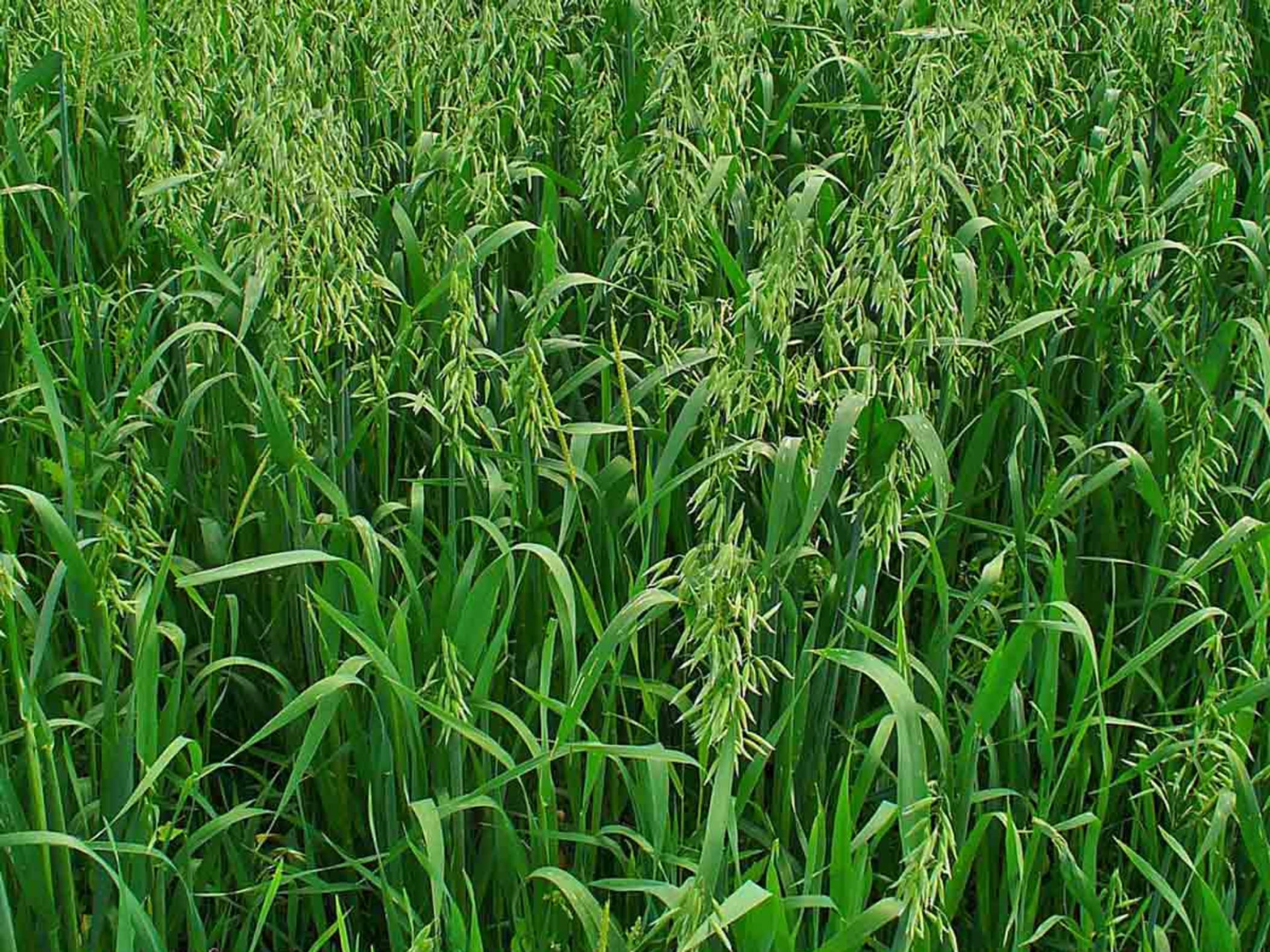 燕麦草-瀚阳绿化