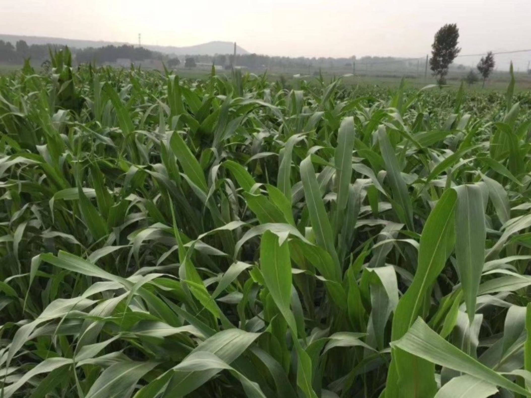 墨西哥玉米草-瀚阳绿化