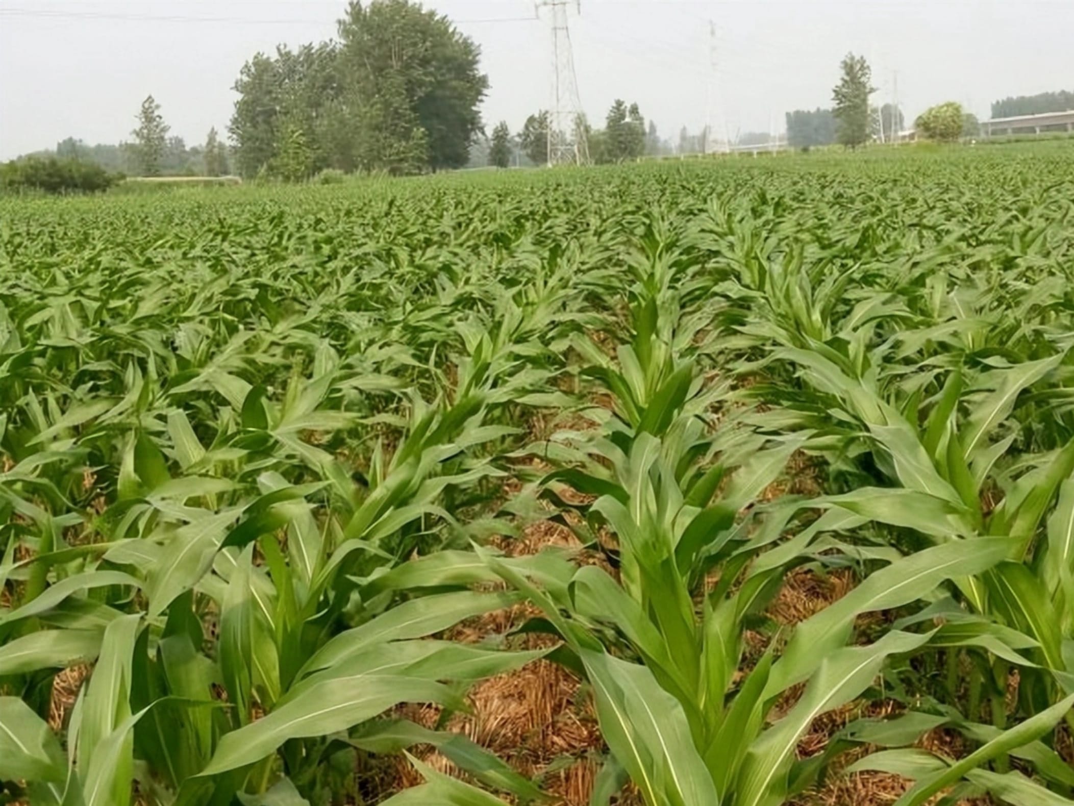 墨西哥玉米草-瀚阳绿化