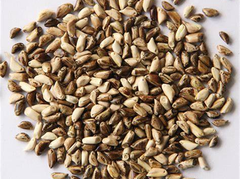 墨西哥玉米草种籽-瀚阳绿化