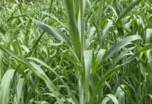 墨西哥玉米草种子-瀚阳绿化