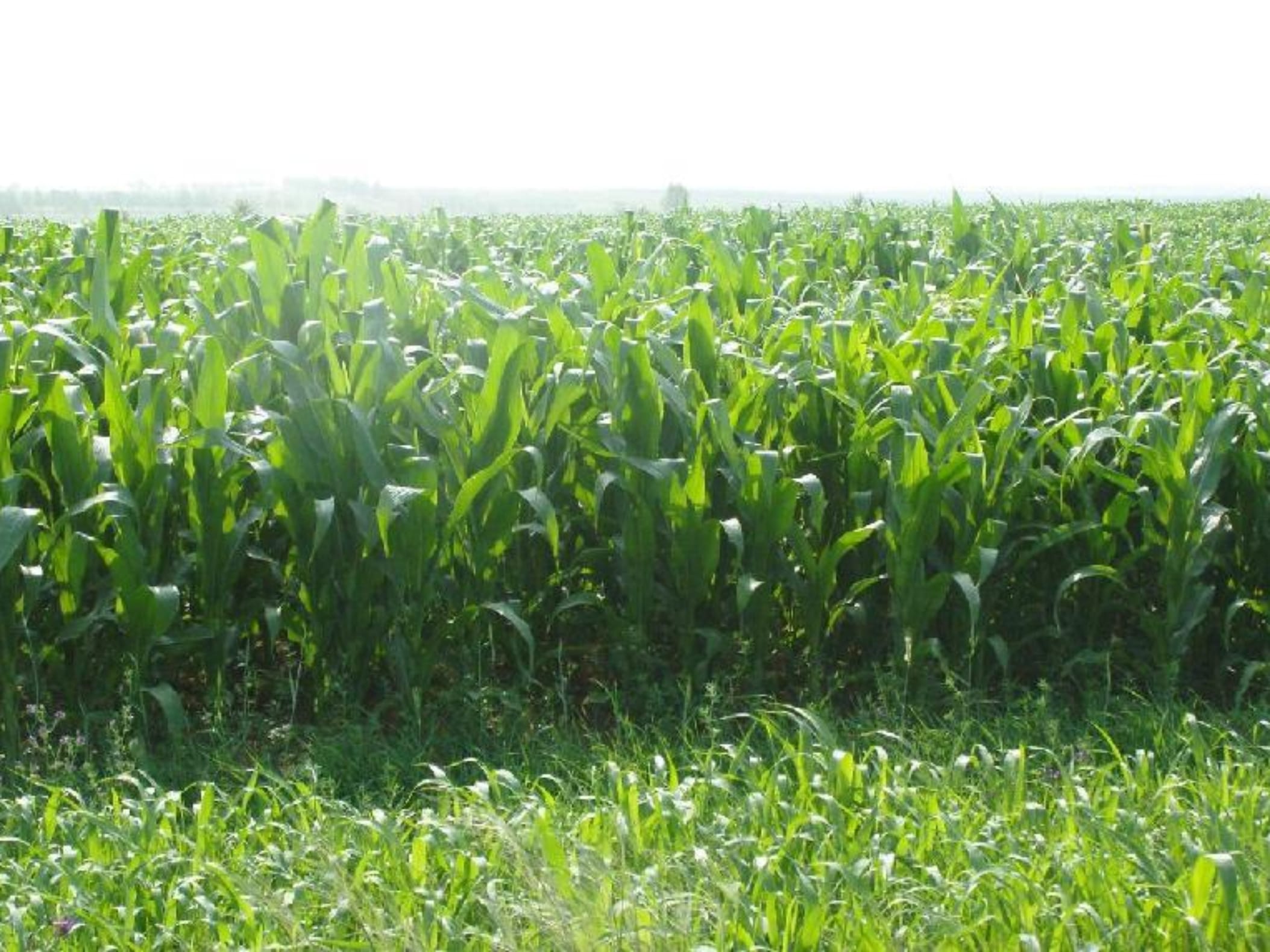 墨西哥玉米草-瀚阳绿化