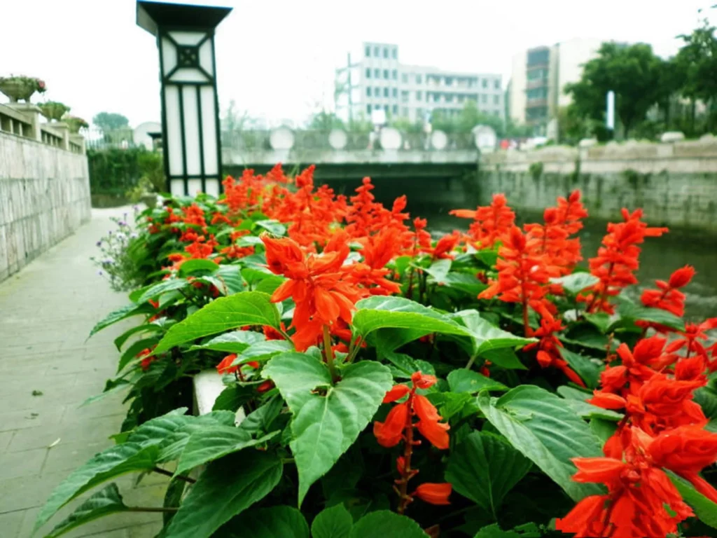 常见草花品种大全-瀚阳绿化