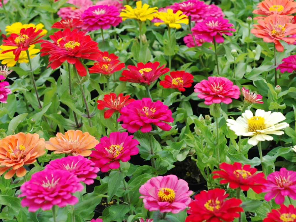 常见草花品种大全-瀚阳绿化