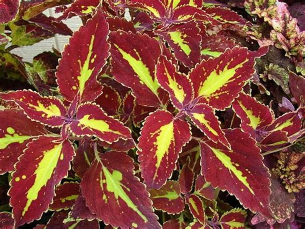 常见草花品种大全-瀚阳绿化