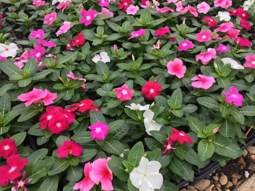 常见草花品种大全-瀚阳绿化