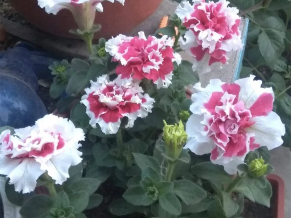 常见草花品种大全-瀚阳绿化