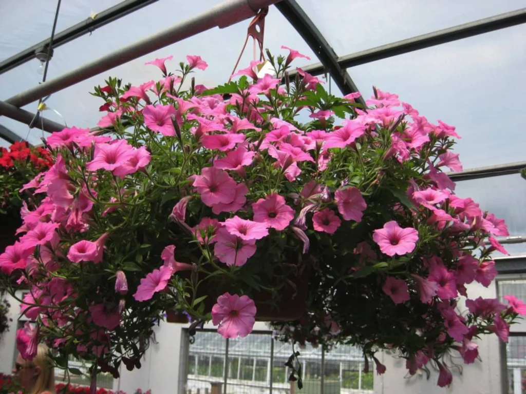 常见草花品种大全-瀚阳绿化