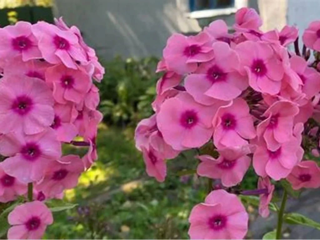 常见草花品种大全-瀚阳绿化