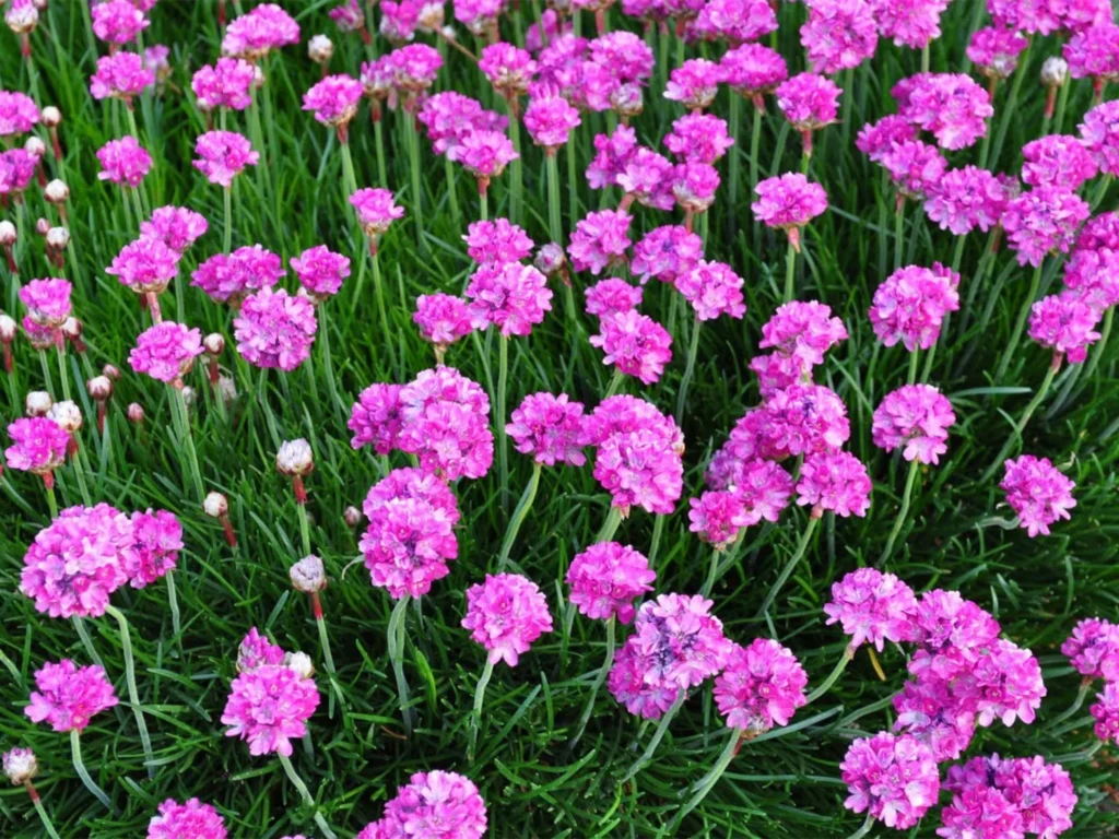 常见草花品种大全-瀚阳绿化