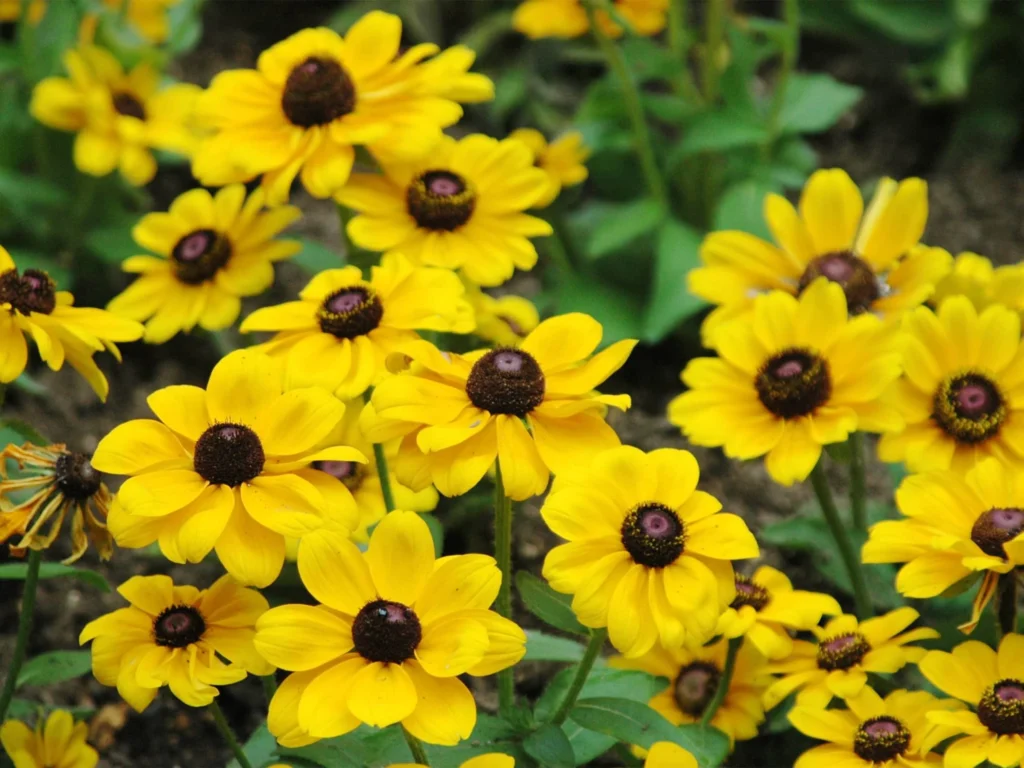 常见草花品种大全-瀚阳绿化