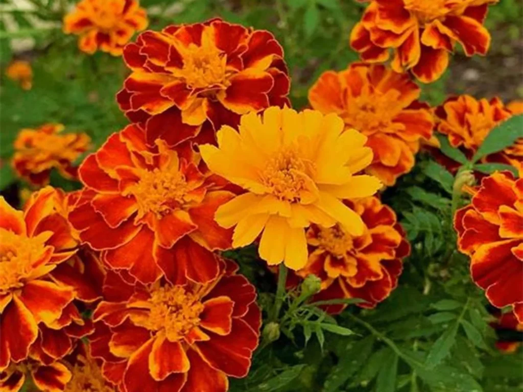 常见草花品种大全-瀚阳绿化