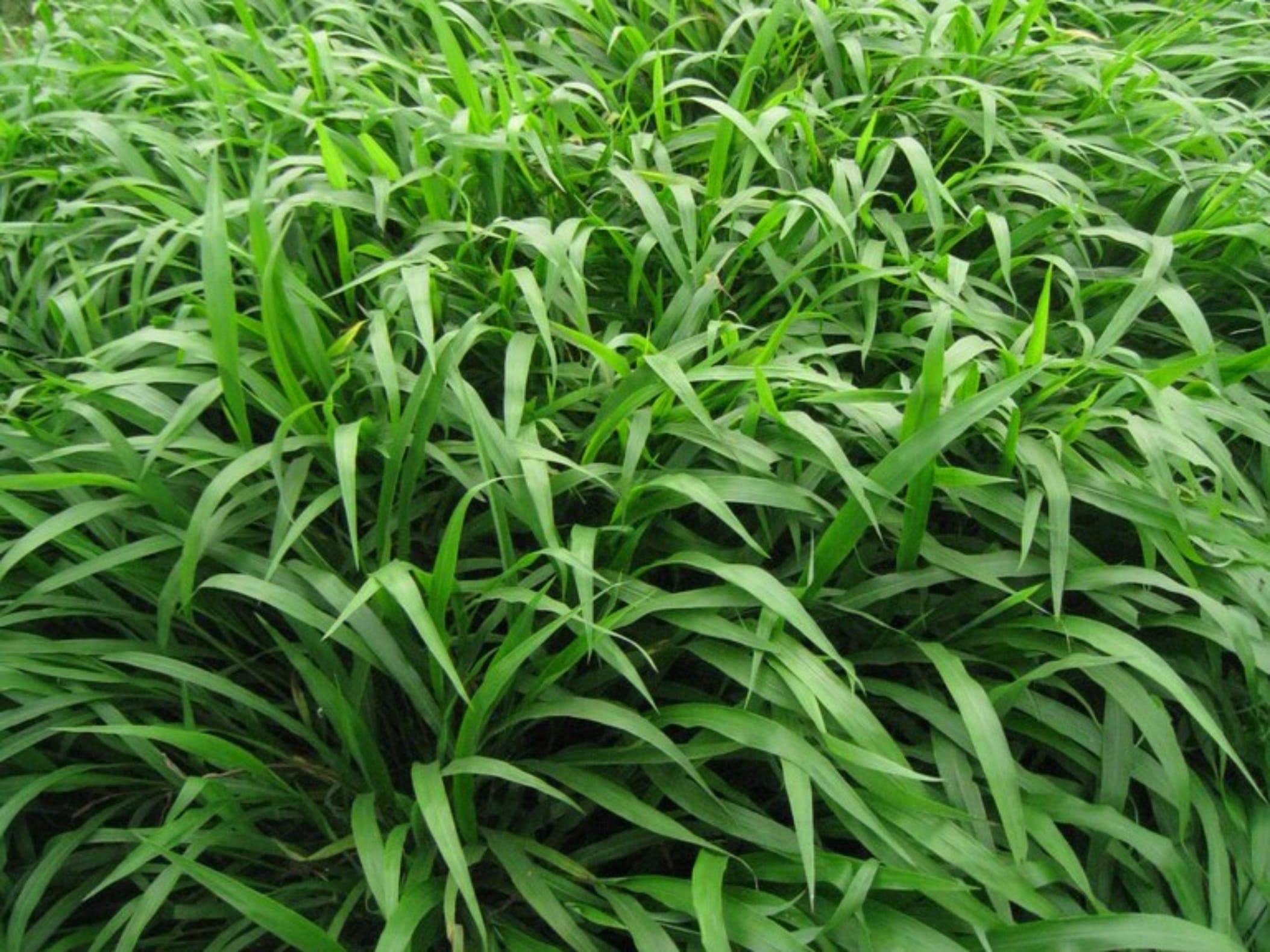 宽叶草-瀚阳绿化