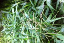 宽叶草种子-瀚阳绿化