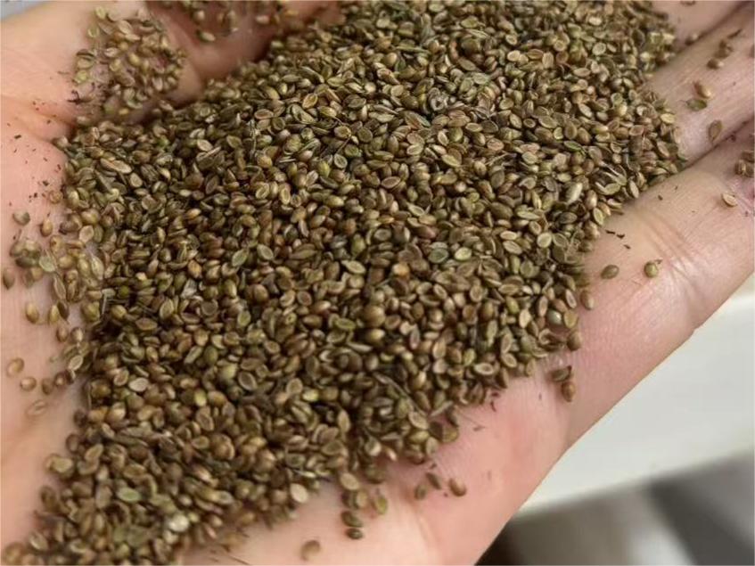 宽叶草种籽-瀚阳绿化