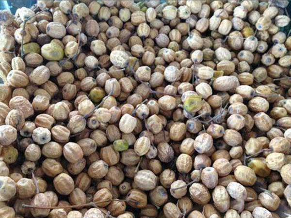 苦刺种籽-瀚阳绿化