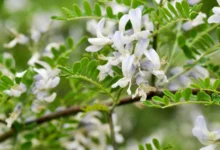 苦刺种子-瀚阳绿化