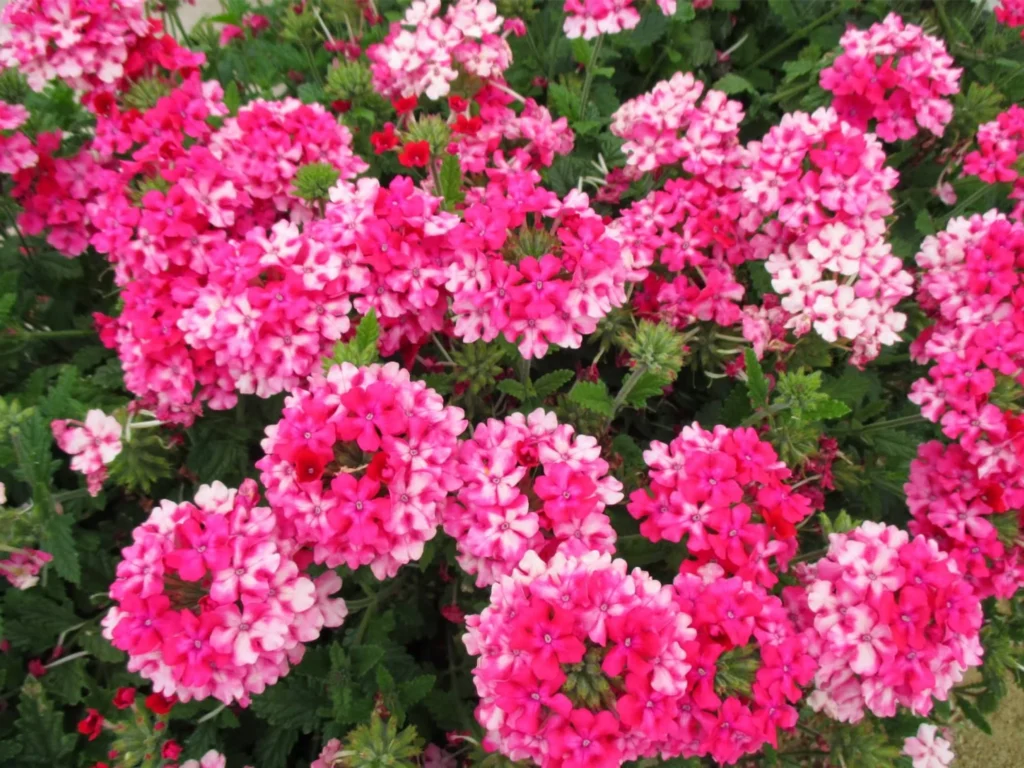 常见草花品种大全-瀚阳绿化