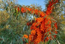 沙棘种子-瀚阳绿化