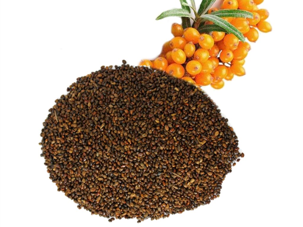 沙棘种籽-瀚阳绿化