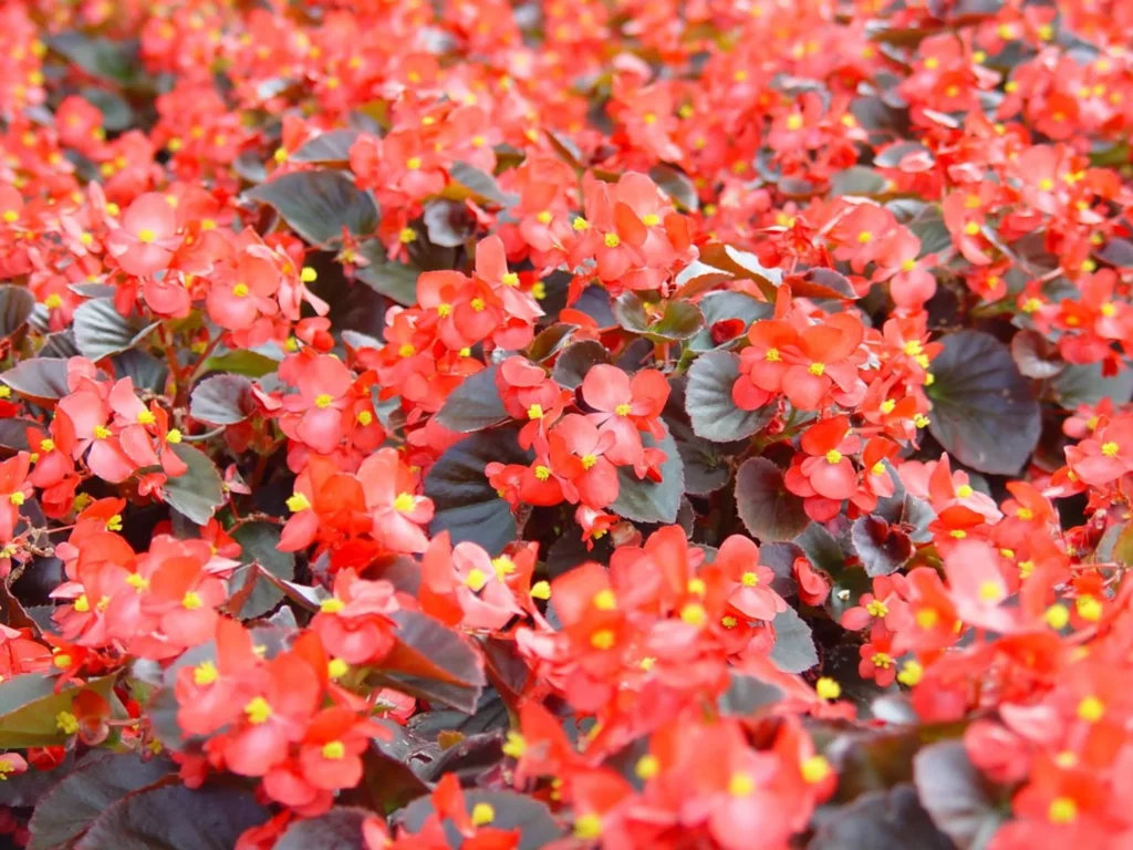 常见草花品种大全-瀚阳绿化