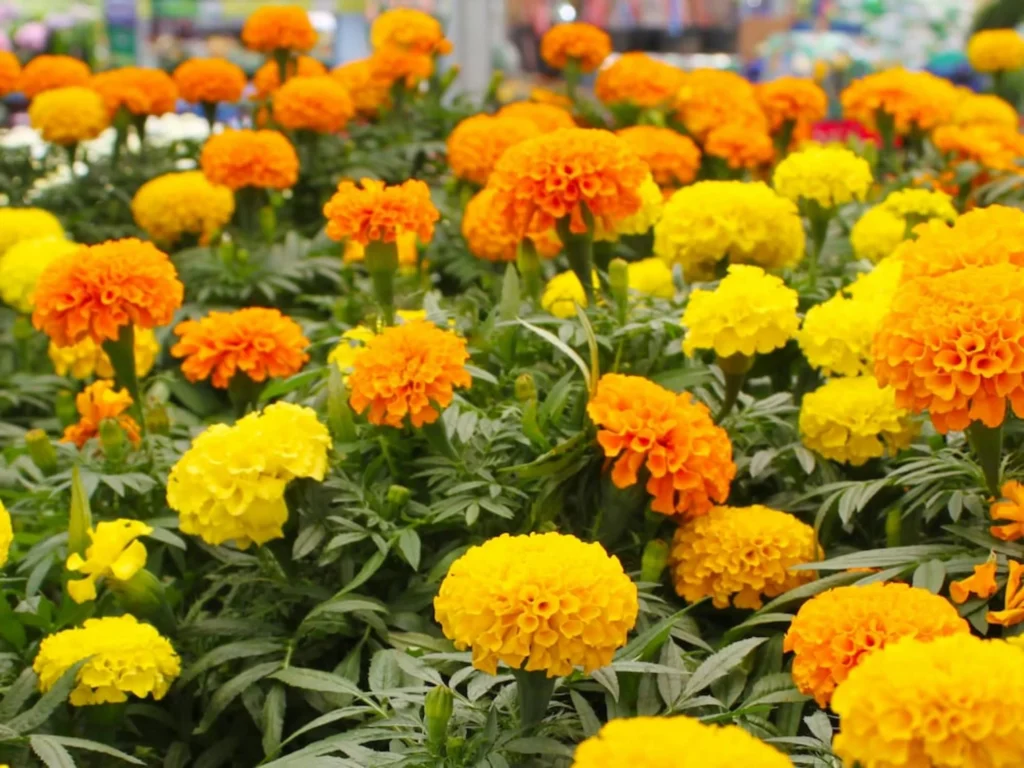 常见草花品种大全-瀚阳绿化