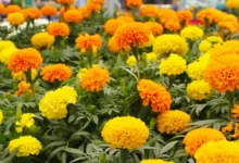 常见草花品种大全,草花杯苗种子批发-瀚阳绿化